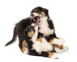 As well as assisting with weight loss, which it can also be a positive outlet for dogs exhibiting destructive behaviours, ensuring they tear about the countryside instead of your favourite pillow! Roughhousing With Dogs Rules And Consequences Smart Animal Training Systems