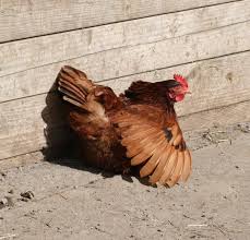 The rhode island red is probably one of the most successful chicken breeds in the world! Rhode Island Red Insteading Chicken Breeds Guide