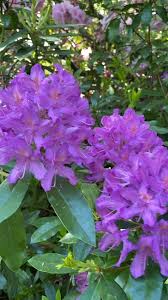 Pin On White Flower Garden Landscaping Ideas