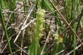 Image result for Liparis mulindana