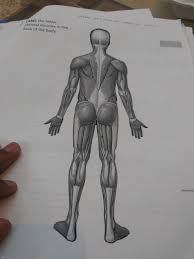 Bend both knees, lowering your body and back knee toward the floor, while pressing the medicine ball forward in line with your shoulders (straightening but after you finish a set, almost every muscle in your body is fatigued. the snatch grip deadlift strengthens all of the muscles in the posterior chain. Solved Label The Major Skeletal Muscles In The Front Of T Chegg Com