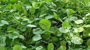Image result for Hydrocotyle bonariensis