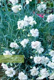 We stock over 2500 varieties of plants, with the majority propagated on site, so stocks will be ready at different times during the year. Dianthus Mrs Sinkin Stock Photo By Zara Napier Image 0134209