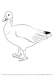 Thank you for visiting drawing & painting gurukul, goln. Learn How To Draw A Snow Goose Sea Water Animals Step By Step Drawing Tutorials