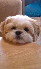 Pin By Lisa On Dogs Shih Tzu Shih Tzu Puppy Shih Tzu Haircuts