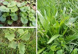 Ich habe seit geraumer zeit dieses unkraut in meinem garten, gewächshaus, auf dem rasen, ja sogar bis zu den balkonpflanzen und blumenkästen an den fenstern ist es vorgedrungen. Unkraut Oder Essbare Wildkrauter Wie Sie Unkrauter Nutzen