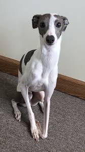 If you are unable to find your italian greyhound puppy in our puppy for sale or dog for sale sections, please consider looking thru thousands of italian greyhound dogs for adoption. Reddit Aww This Is My Italian Greyhound Mike Greyhound Puppy Italian Greyhound Dog Whippet Puppies