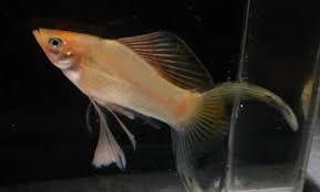 Penyebab Ikan Molly Mati Dan Cara Menanganinnya Suka Ikan
