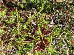 Image result for Lycopodiella caroliniana