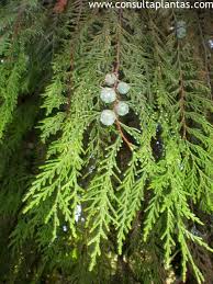 Image result for Cupressus funebris