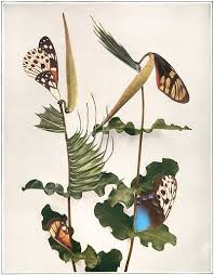Blunt Leaved Milkweed Sold Art Illustration Art Illustration
