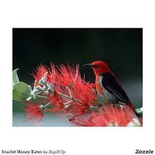 Scarlet Honey Eater Postcard Zazzle Com In 2020 Nature Birds Laptop Wallpaper Hd Wallpapers For Laptop