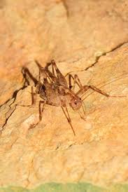 Image result for Adenia dolichosiphon