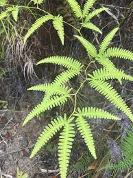 Image result for Gleicheniaceae