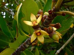 Image result for Rhizophora