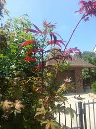 Garden Design By Asian Garden And Irrigation By Design Manuel Manjaras Asian Garden Garden Design Garden