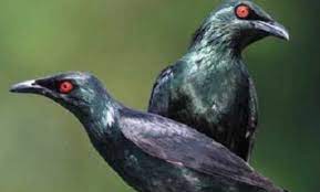 Pasaran Harga Burung Cucak Keling Terbaru Terlengkap 2021