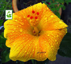 See 70 unbiased reviews of bunga raya, rated 4.5 of 5 on tripadvisor and ranked #238 of 2,178 restaurants in auckland central. Gogreen Travel Bunga Raya Hibiscus