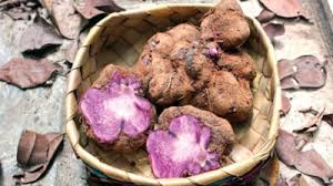 Image result for Dioscorea alata