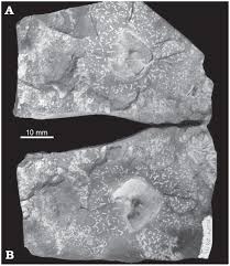 184 likes · 1 talking about this. Unusual Environmental Conditions Preserve A Permian Mesosaur Bearing Konservat Lagerstatte From Uruguay