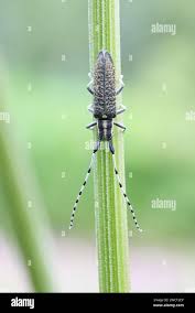 Image result for Vitellariopsis