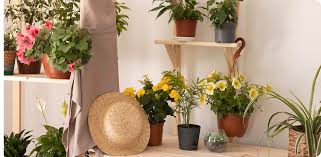 Image result for Erica nyassana