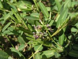 Image result for Alysicarpus rugosus