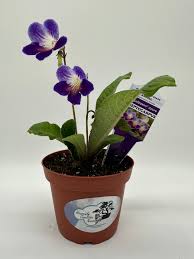 Image result for Streptocarpus erubescens