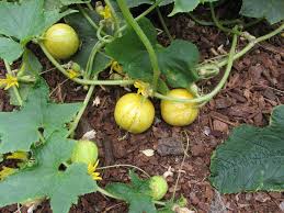 Depending on outdoor temperatures, seeds germinate in three to 10 days. Lemon Cucumber Facts And Health Benefits