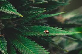 Spider mites also spin little webs, so if you see anything that looks like miniature cobwebs on top of marijuana leaves, it's likely spider mites. Cannabis Pest Control Using Ladybugs To Deal With Spider Mites Rqs Blog
