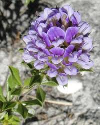 Image result for Otholobium foliosum