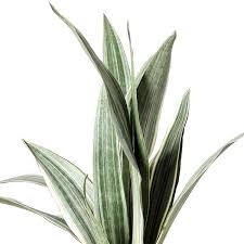 Image result for Sansevieria metallica