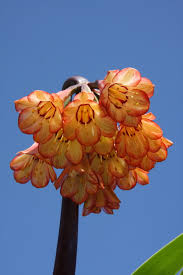 Image result for Cyrtanthus galpinii