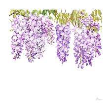 Wisteria Sinensis Botanical Artwork Flower Art Flower Drawing