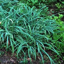 Image result for Carex johnstonii