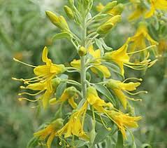 Image result for Cleome polyanthera