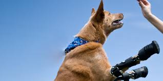 Want to know how to euthanize a dog at home? Pin On Animal Health And Science