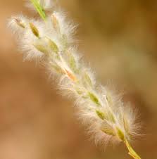 Image result for Digitaria ternata