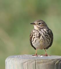Les Chiffres Desastreux Du Declin Des Oiseaux De Nos Campagnes Oiseaux Des Jardins Oiseaux Et Oiseaux De France