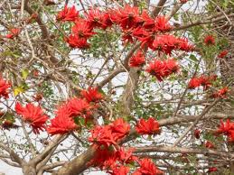 Image result for Erythrina livingstoniana