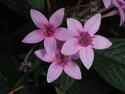 Image result for Pentas micrantha