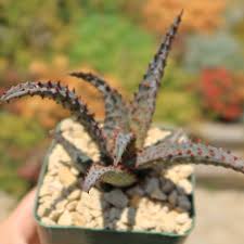 Image result for Aloe buchananii