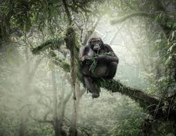 The Challenge of Photographing Mountain Gorillas in the Mist of an  Impenetrable Forest | PetaPixel