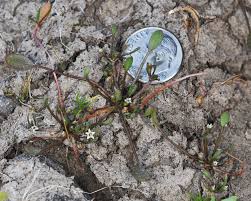 Image result for Limosella capensis