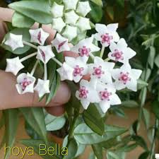 Pin By John Egan On Hoyas Genus Apocynaceae Family Hoya Plants Plants Tropical Plants