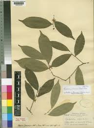 Image result for Carpolobia goetzei
