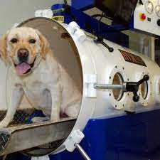 Licensed and trained in traditional and advanced holistic veterinary medicine, our doctors provide a unique and compassionate healing approach. Holistic Veterinary Care 45 Photos 91 Reviews Veterinarians 4382 Piedmont Ave Oakland Ca Phone Number Yelp
