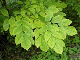 Image result for Aeollanthus ukamensis