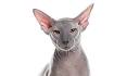 The Peterbald Cat — 11 Facts You Need to Know About This ...