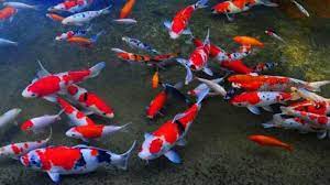 Maybe you would like to learn more about one of these? Tafsir Mimpi Melihat Buaya Ikan Hingga Katak Mulai Dari Hal Buruk Hingga Datangkan Kebaikkan Warta Kota